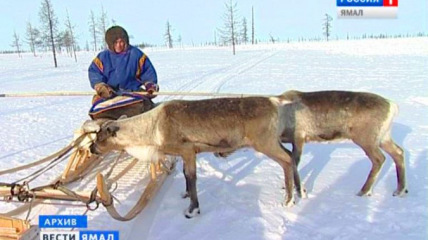 На Ямале скоро появятся дипломированные оленеводы