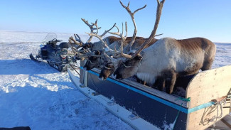Семьсот километров тишины: зачем оленей с пролива Малыгина везут в санях до Яр-Сале