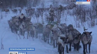 На учет каждого оленя! Охранники природы проводят перепись рогатых жителей тундры