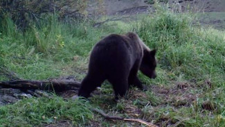 Прием заявок завершен: На Ямале распределят разрешения на добычу бурого медведя