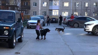 В Ноябрьске бойцовская собака, которую выгуливал ребенок, накинулась на детей (ФОТО)