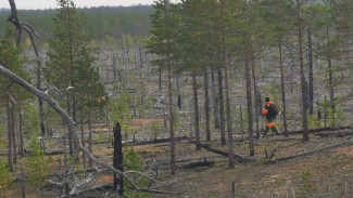 На Ямале два дня искали потерявшегося в лесу мужчину