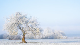 Гидрометцентр России рассказал, каким будет январь 2026 года на Ямале 
