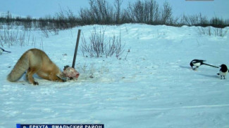 Хищный оскал Байдарацкой тундры: как и ожидалось, пришедшие на Север лисы и сороки начали угнетать арктическую фауну