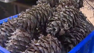 В Приморье — неурожай кедровых шишек: цены на орех выросли