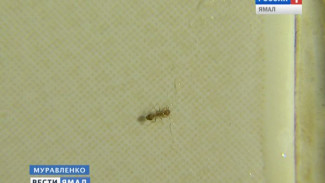 Нападение шестилапых. Квартиры муравленковцев обживают нетипичные для Ямала муравьи