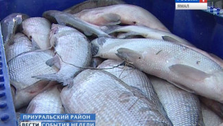 Ямальские рыбаки налегают на «частиковых» и ставят сети для белой ряпушки. Насколько удалась путина в этом году?