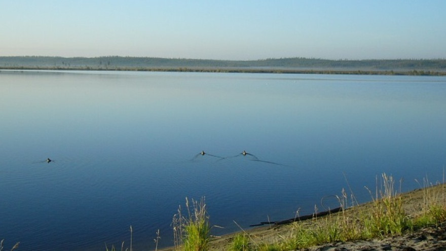 Специалисты назвали причину гибели рыбы в озере Янтарное в Надыме