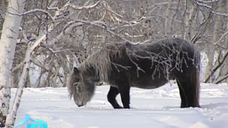 На Ямале хотят завести чистокровных якутских лошадей