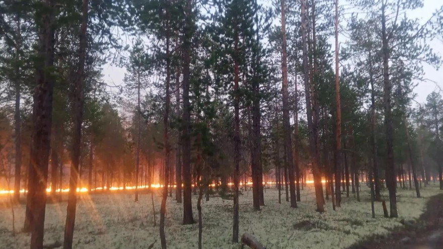 409 человек против огня: как ямальцы сдерживают лесные пожары