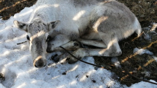 Снежный плен: мужчина спас молодого оленя от неминуемой смерти