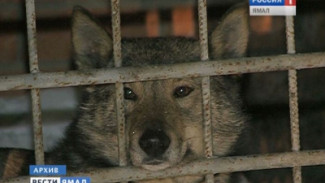 Владельцев собак, насмерть загрызших ребенка, осудили на 10 месяцев