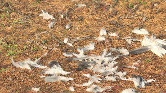 Будоражащие находки: мертвые голуби буквально заполонили улицы Салехарда 