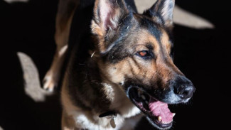 В Аксарке агрессивная собака покусала девять человек, трое из которых - дети