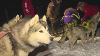 В Архангельской области началась экспедиция на собачьих упряжках: перед стартом животные попали в ДТП