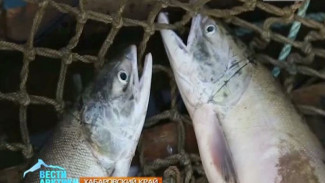 Амурские рыбаки забили в тревожный набат. Популяция осенней кеты находится под угрозой