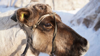 В Губкинском впервые отметят День оленевода