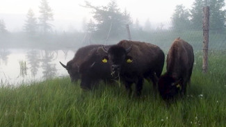 Привезенные из Якутии бизоны обживаются в природном парке «Ингилор»