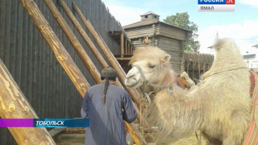У стен Тобольского Кремля расхаживают верблюды и люди в странных одеяниях