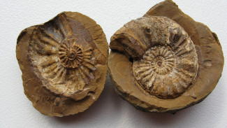 Челябинский археолог-любитель передал в музей уникального окаменелого моллюска