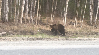 На Ямале медведи всё чаще выходят к людям: как правильно себя вести при встрече с хозяином леса