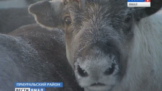 Рога и копыта под контролем. Кодированный чип - новое украшение для оленей Приуральской тундры