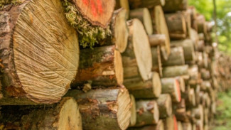 На Ямале компания заплатила более 116 млн рублей за незаконную рубку леса