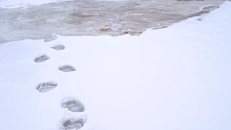 Жителей Шурышкарского района предупредили о выходе хищников из спячки