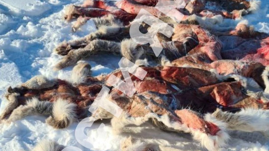 В ЯНАО браконьеры убили 9 северных оленей и 3 еще неродившихся малышей