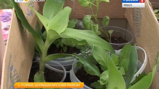 Юные аграрии в Горках выставили на продажу 50 видов рассады