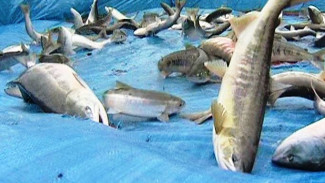 Голец, навага, омуль, камбала и сельдь: на Ямале начинают ловить морскую рыбу
