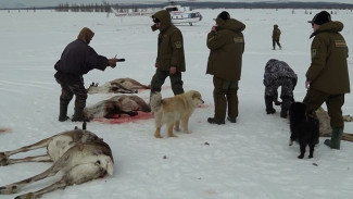 Около десяти оленей сбил проходящий поезд в Приуральском районе