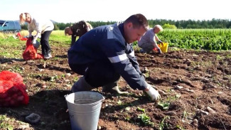Аграрные эксперименты: как на Крайнем Севере выводят новые сорта картофеля