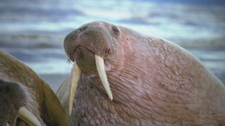 Праздник многотонных млекопитающих: в России отметили День моржа