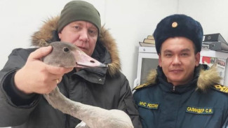 Молодого лебедя спасли на реке Таз