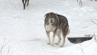 Как избежать нападения собаки: советы и реальные истории из Ноябрьска