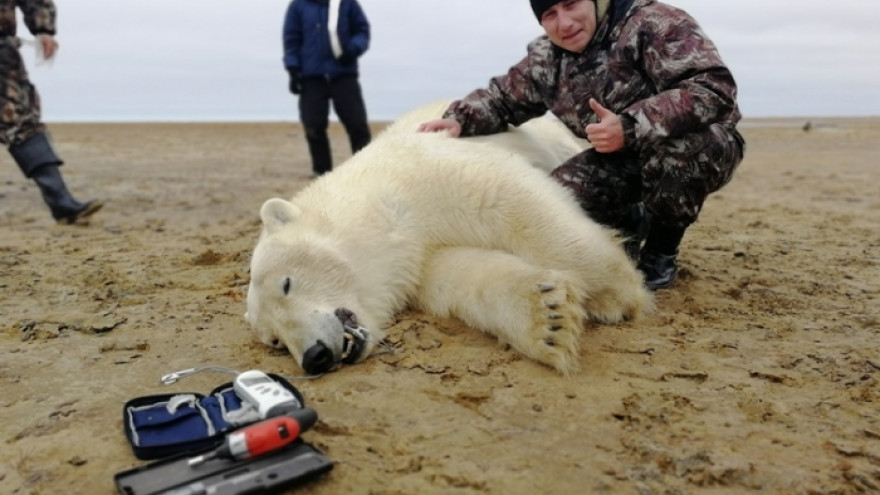 Белые медведи удивляют: получены первые данные с GPS датчиков