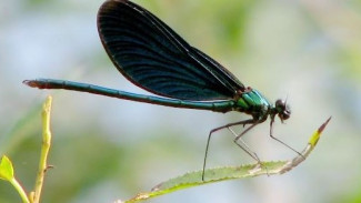 Фотоохота на насекомых, или секреты удачных кадров от тюменского натуралиста