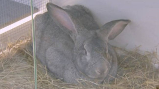 Лихачев сообщил Путину о состоянии кролика с имплантированной артерией