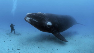 ВИДЕО: Распилили кита и растащили мясо по домам
