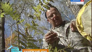 Необычный туризм. Исследователи из Европы прилетели в Хабаровский край за редкими бабочками