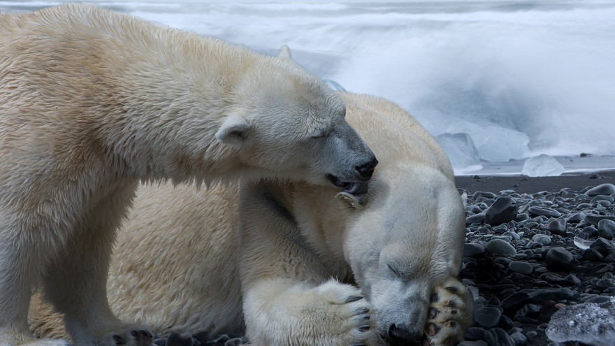 В России пересчитают хозяев Арктики: с чем связан первый в истории учет белых медведей