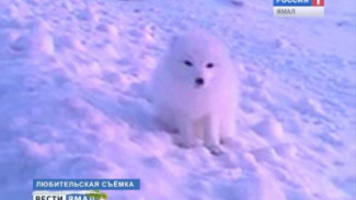 Внимание, бешенство! На Ямале ученые отметили наплыв песцов в населенные пункты