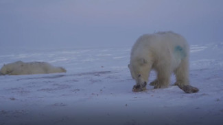Прошли более 300 км: новые данные о передвижении медвежат Хары и Савея на Ямале