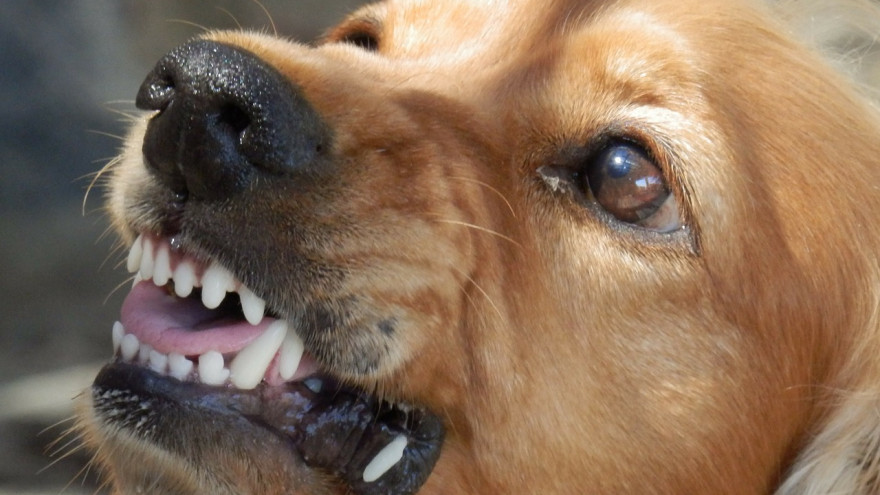 Детей Мужи держат в страхе собаки: после публикации ГТРК «Ямал» прокуратура провела проверку