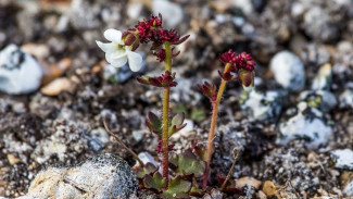 Исследователи выяснили, что в Арктике сдвинулся рост растений с весны на осень