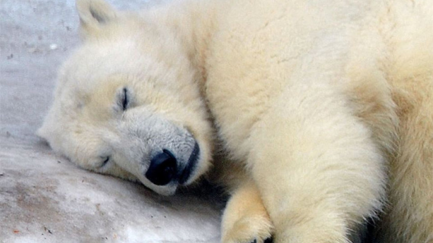 История с убийством белого медведя на Ямале получила развитие