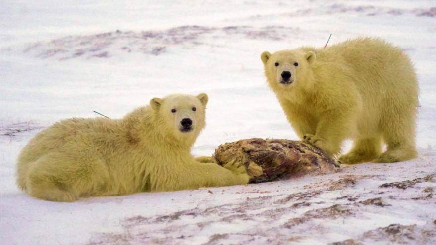 Эвакуированные из вахтового поселка в ЯНАО медвежата осваивают новую территорию