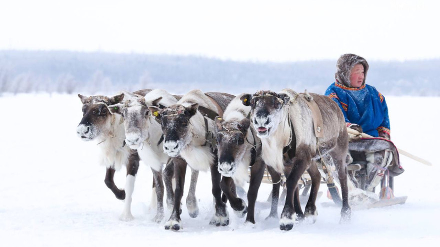 Праздник Севера: Надым готовится к юбилейным соревнованиям оленеводов