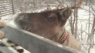 Уже неделю дома: олень Палыч вернулся в природно-этнографический комплекс в поселке Горнокнязевск